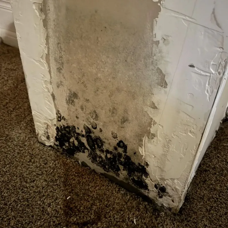 Professional Mold Removal in Ben Lomond, CA